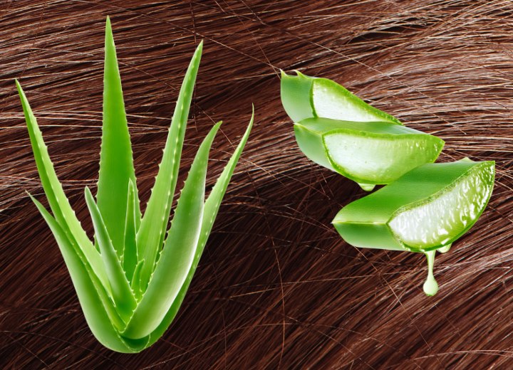 Aloe vera
